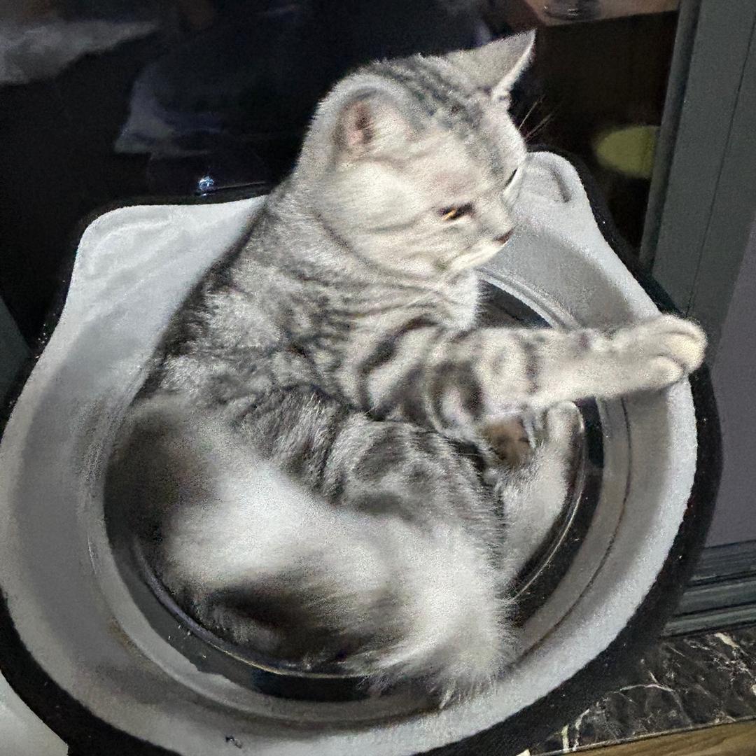 屁屁是小猪咪