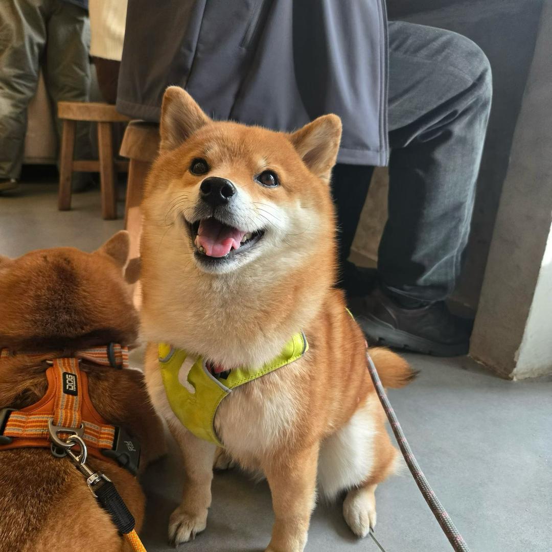 gogogo─=≡Σ((( つ•̀ω•́