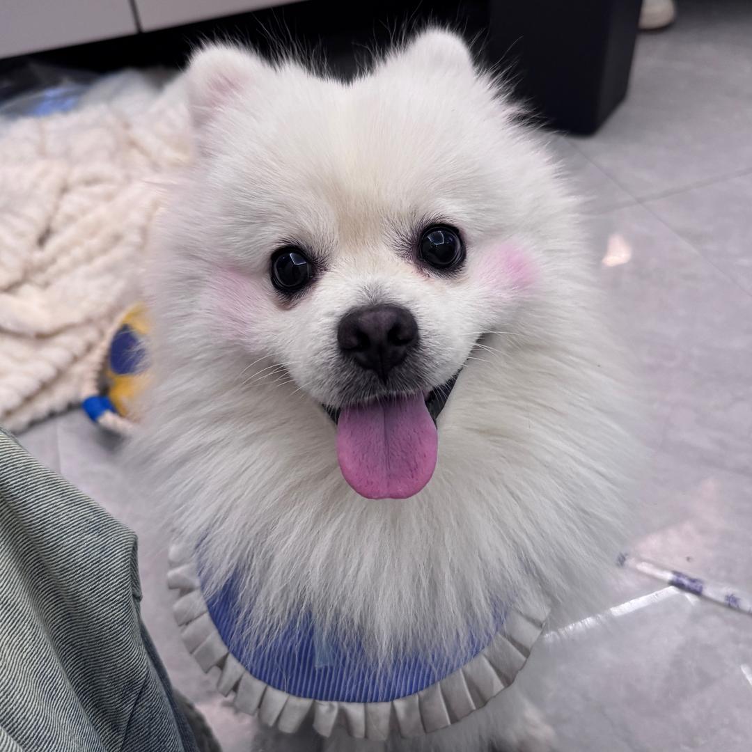 小崽汁