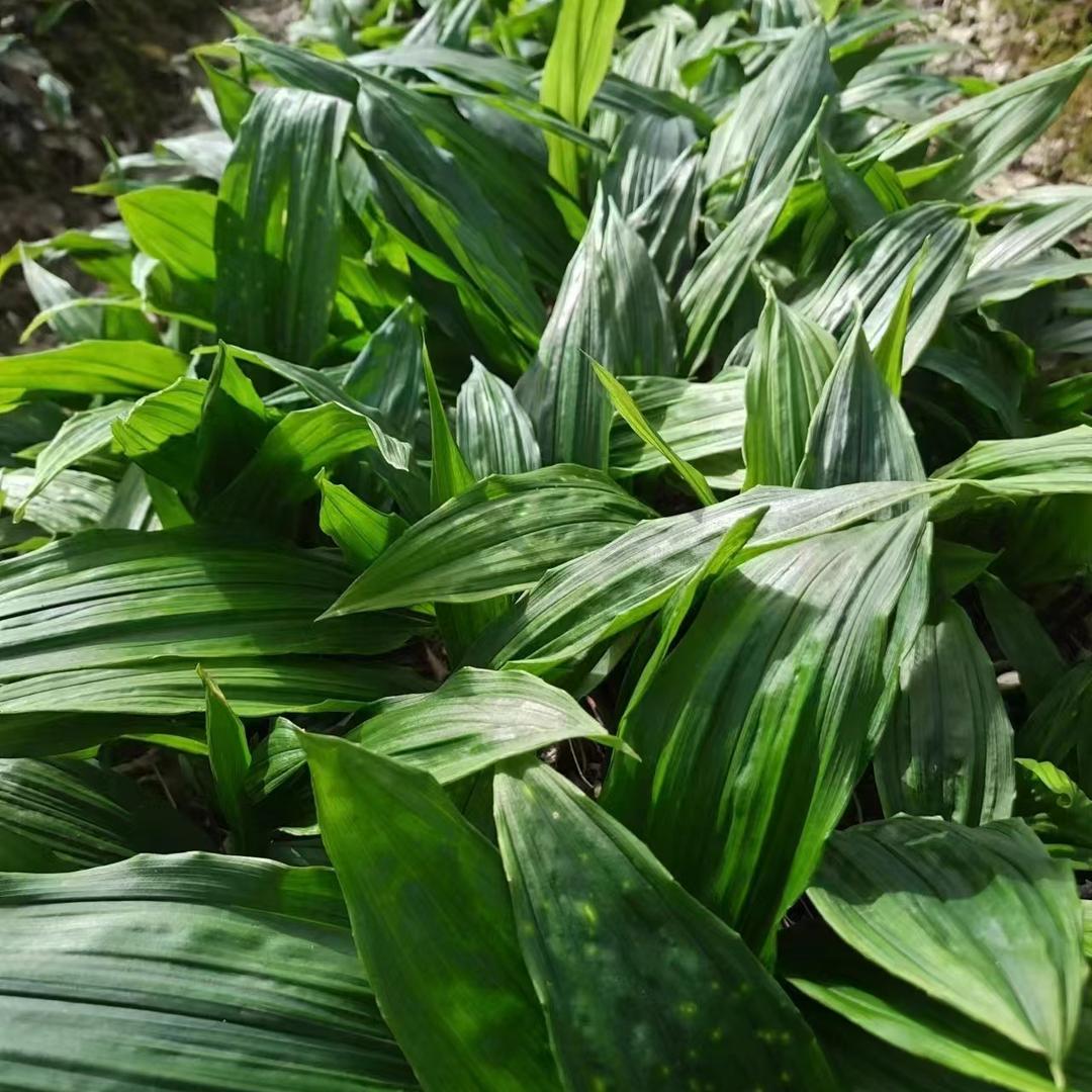 80后回村创业种毛慈菇