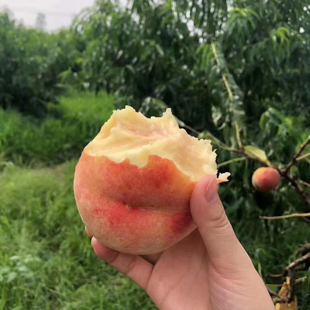 请叫我爱吃的桃子