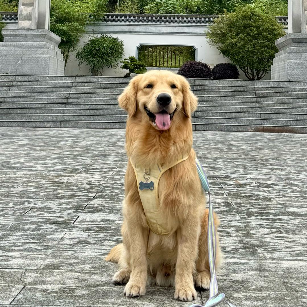 金毛胖虎