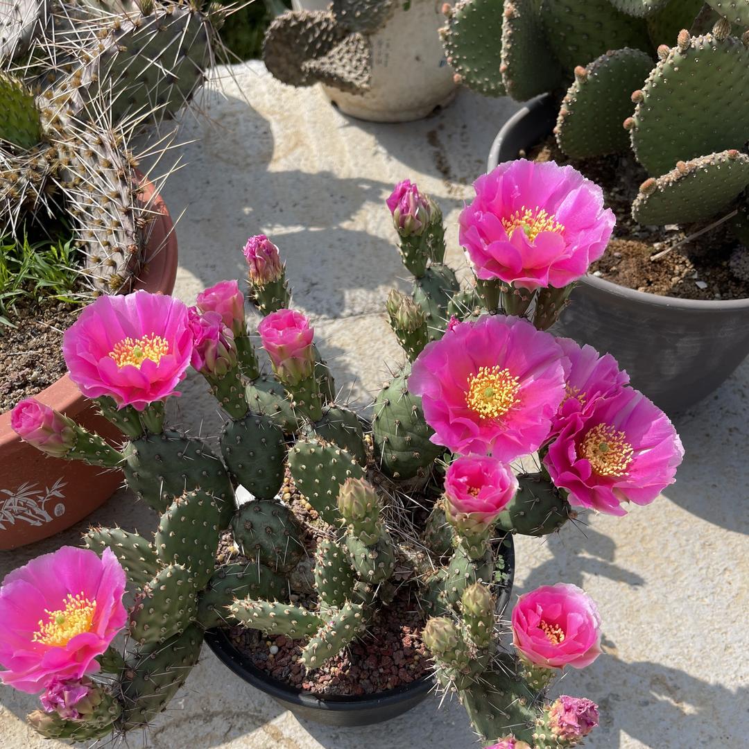 Opuntia仙人掌植物园