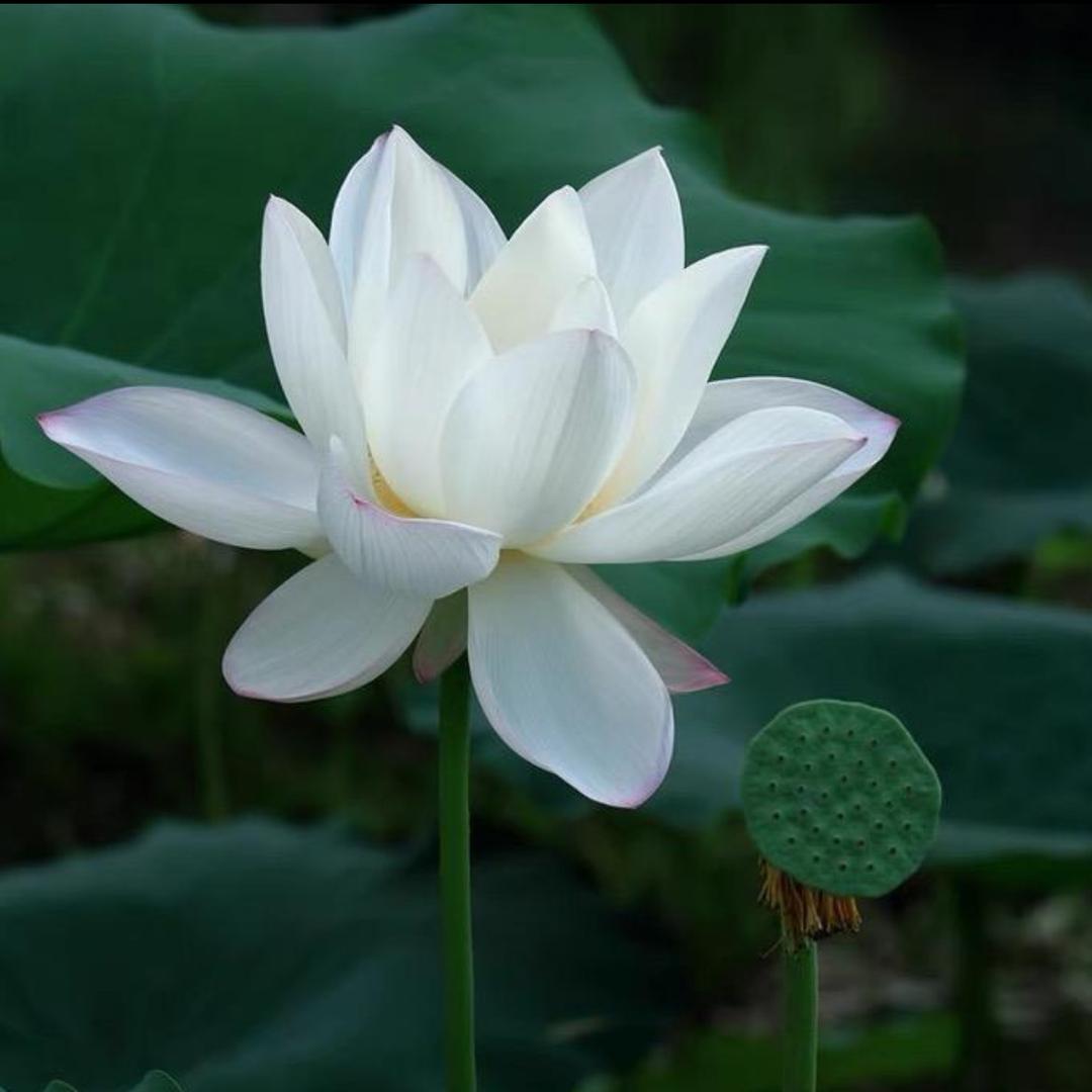 昨天拉了两斤香菜