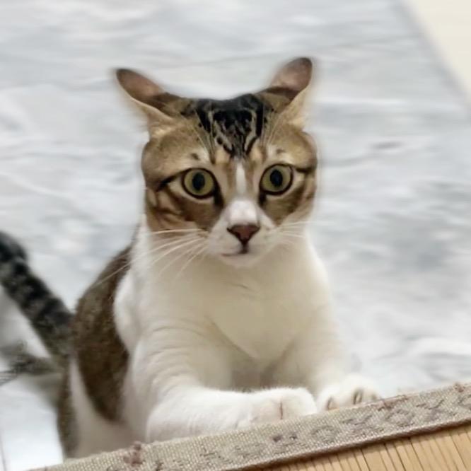 小猪唛