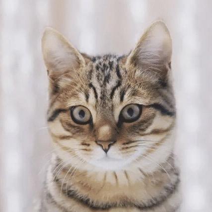 猫猫🐱
