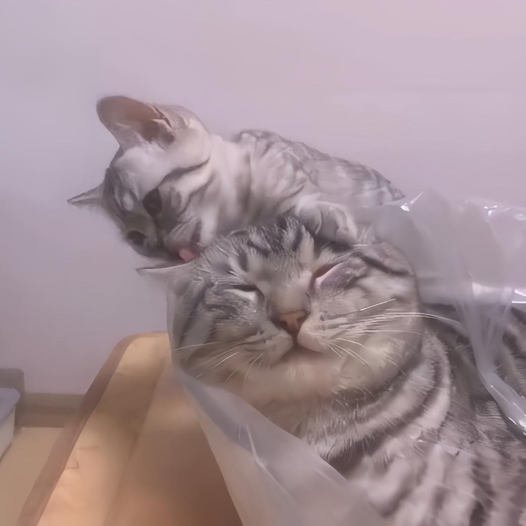可乐是只大屁股猫