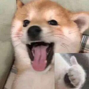 狗蛋✨