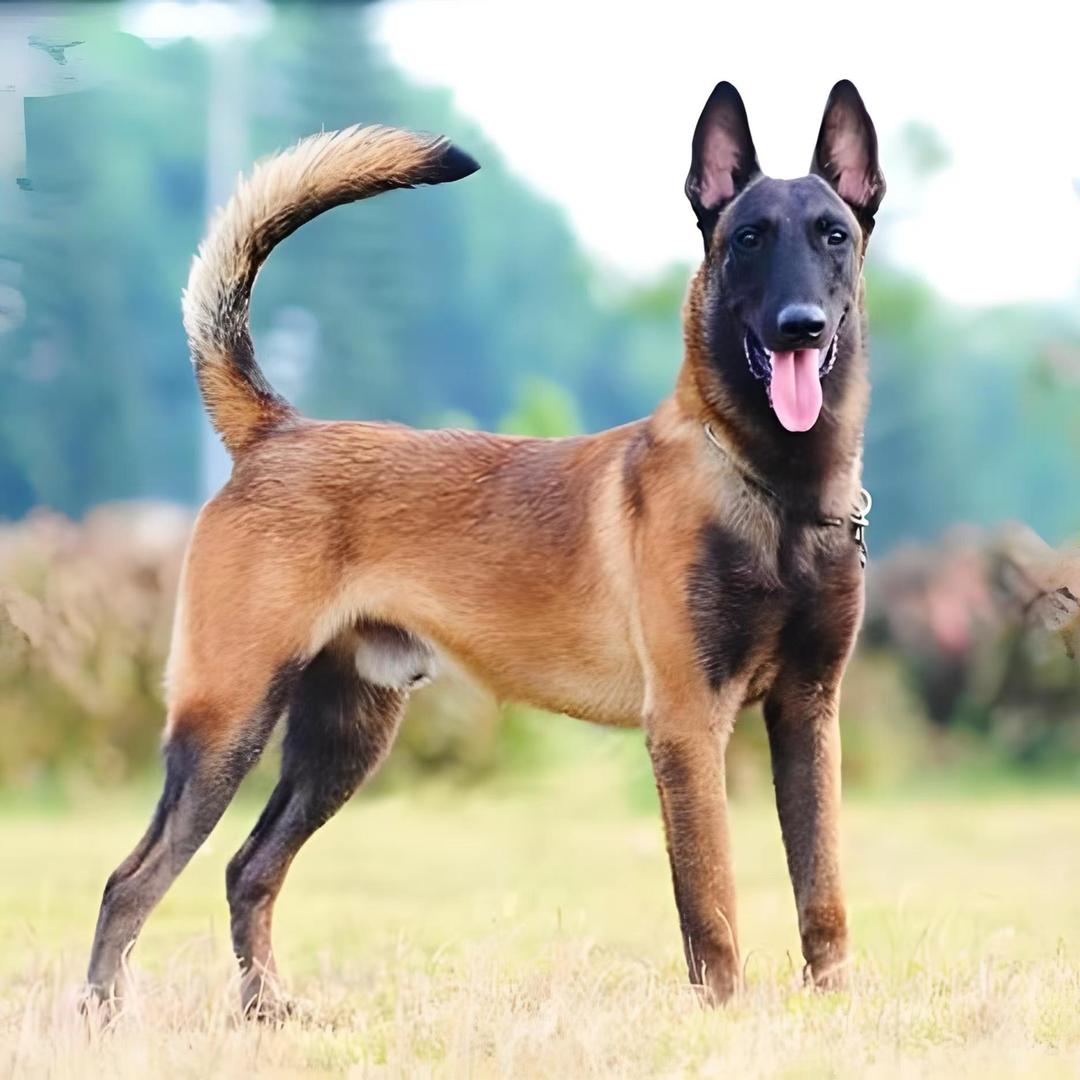 诚宏犬业