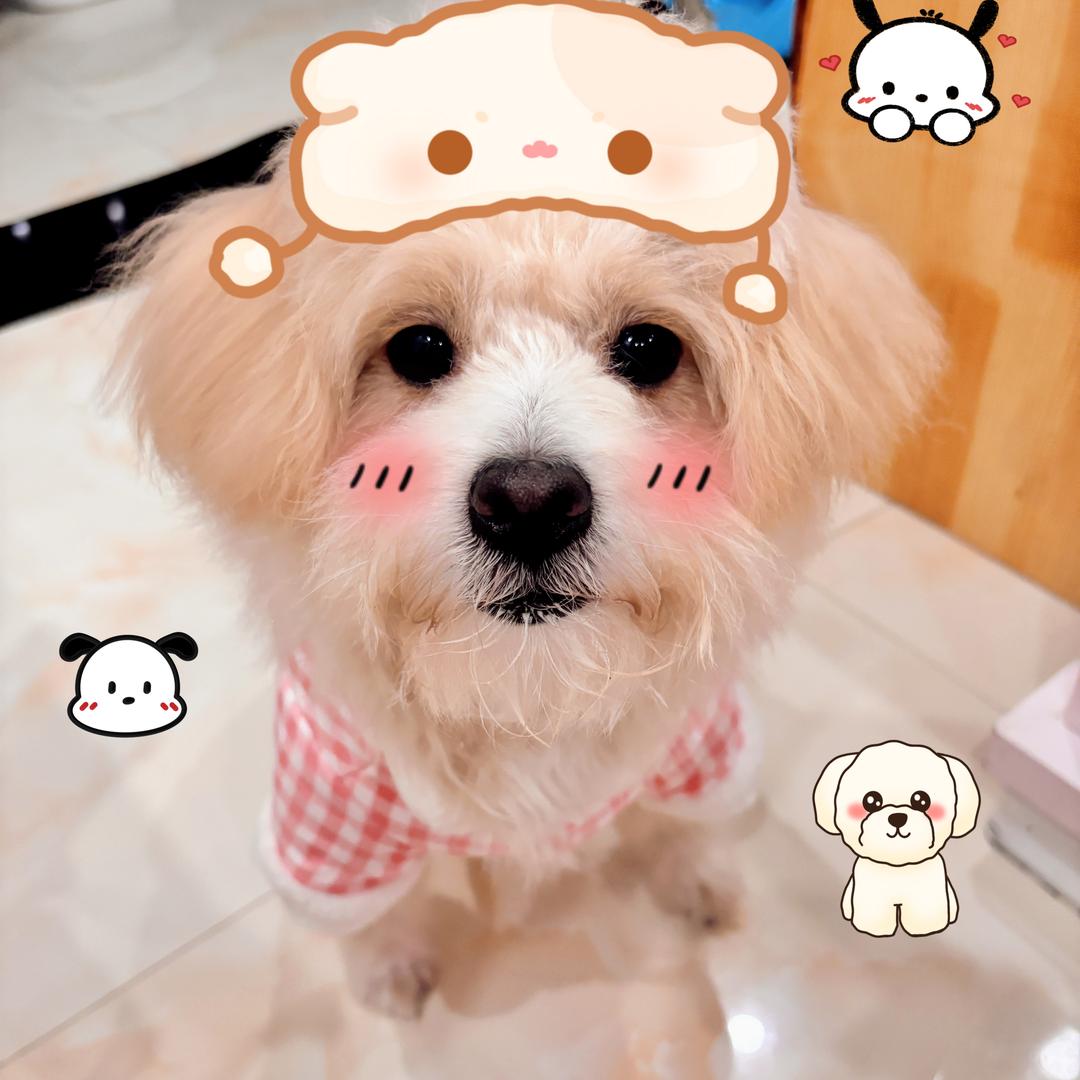 小小敏