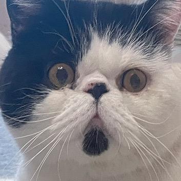 潦草小猫