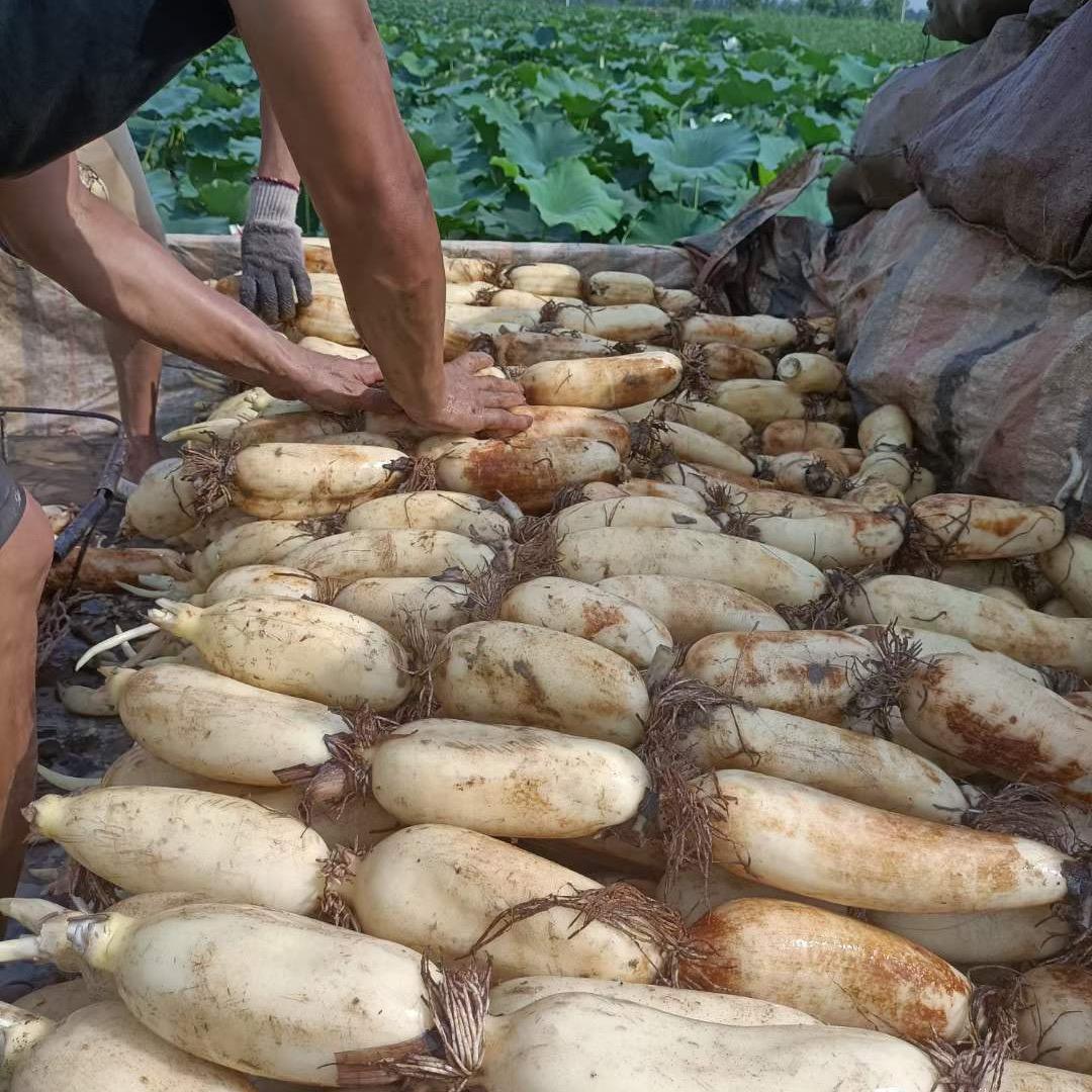 @安徽种藕小财（柴）