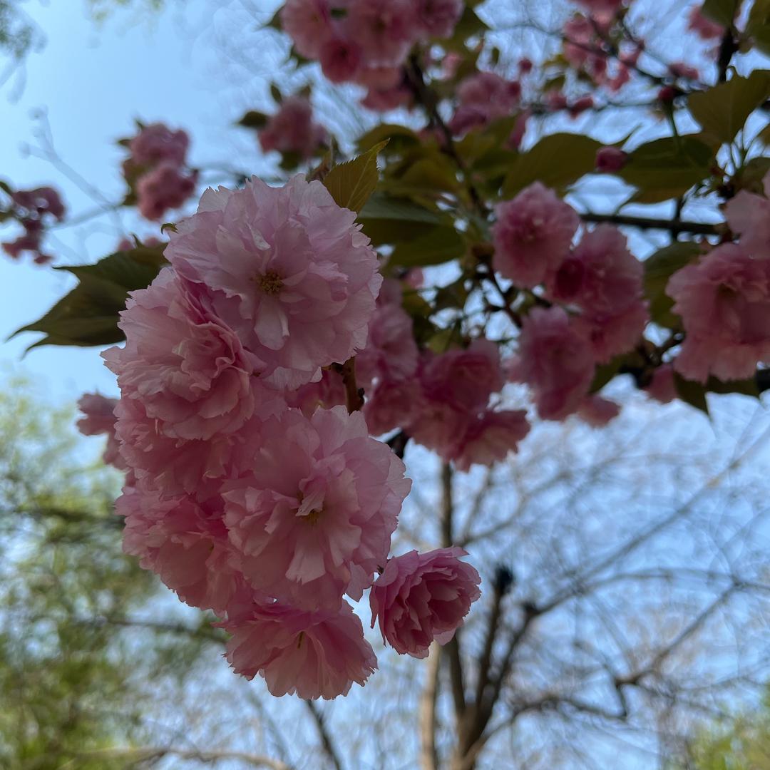 开心快乐《不定时开播》
