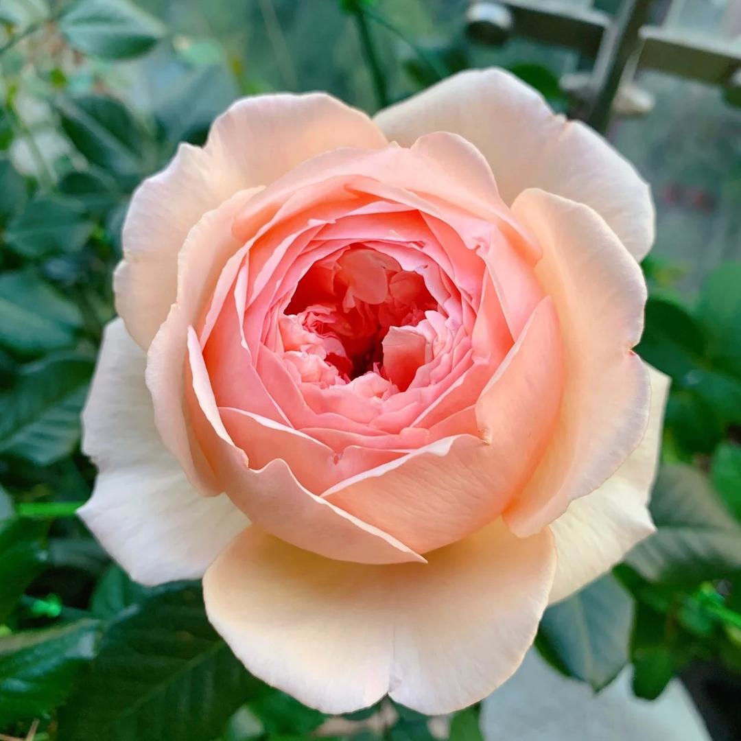 梓岱花卉