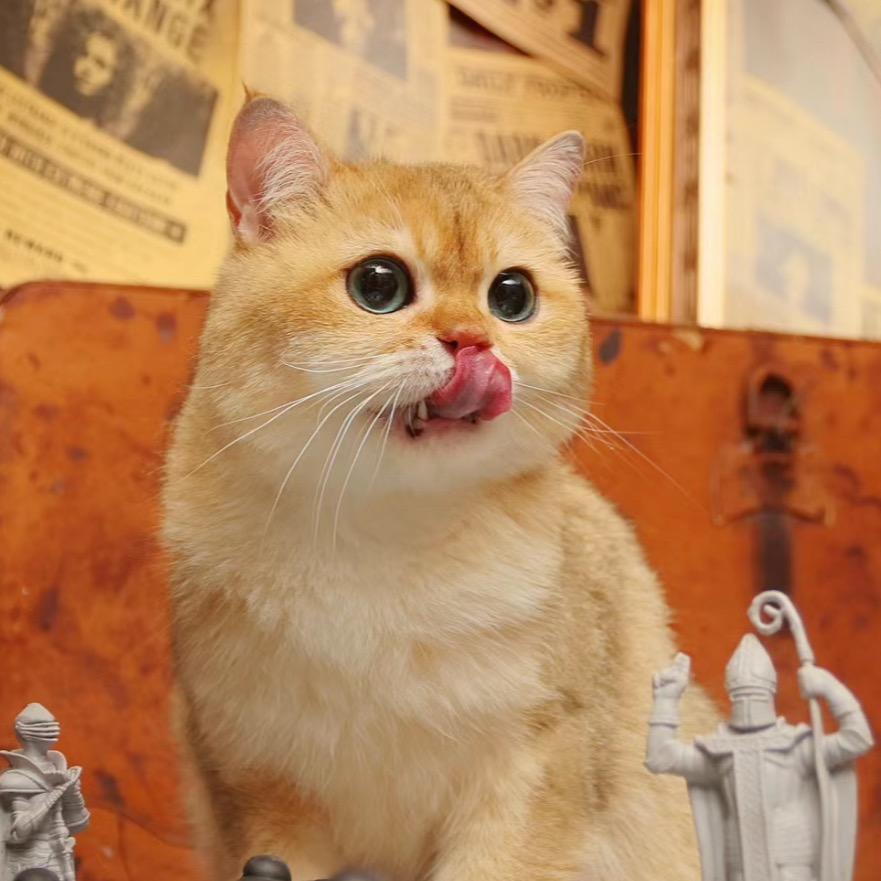 安安🐈
