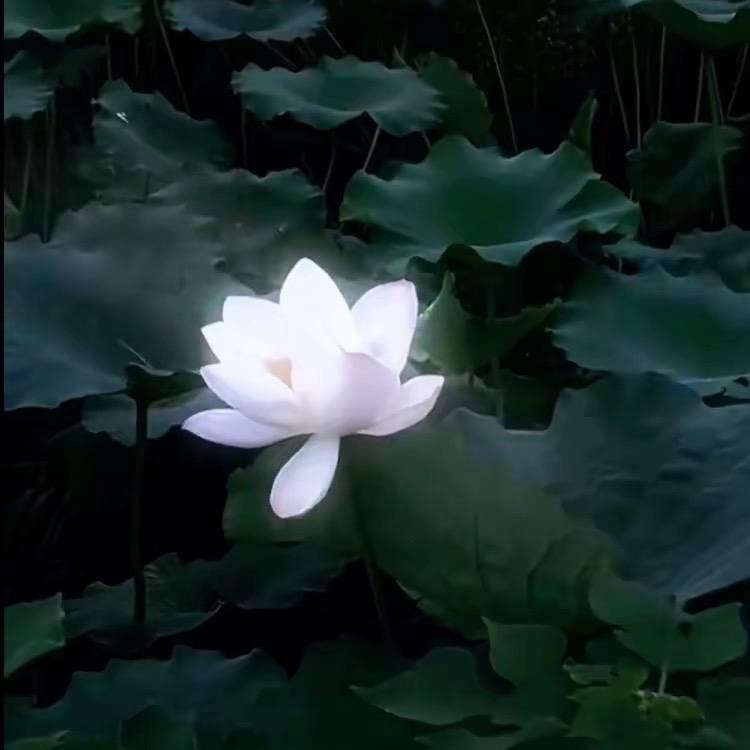 冬子𝘚𝘮𝘦