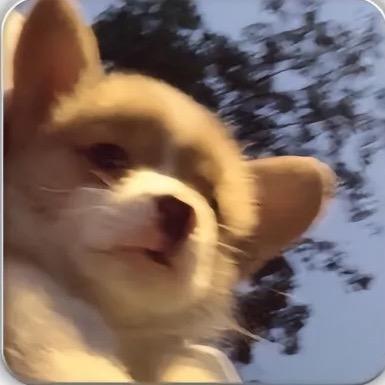 坐学校门口烤红薯🍠