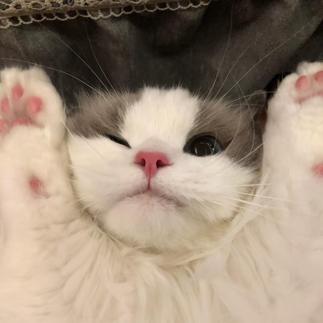 猫咪饿饿哒