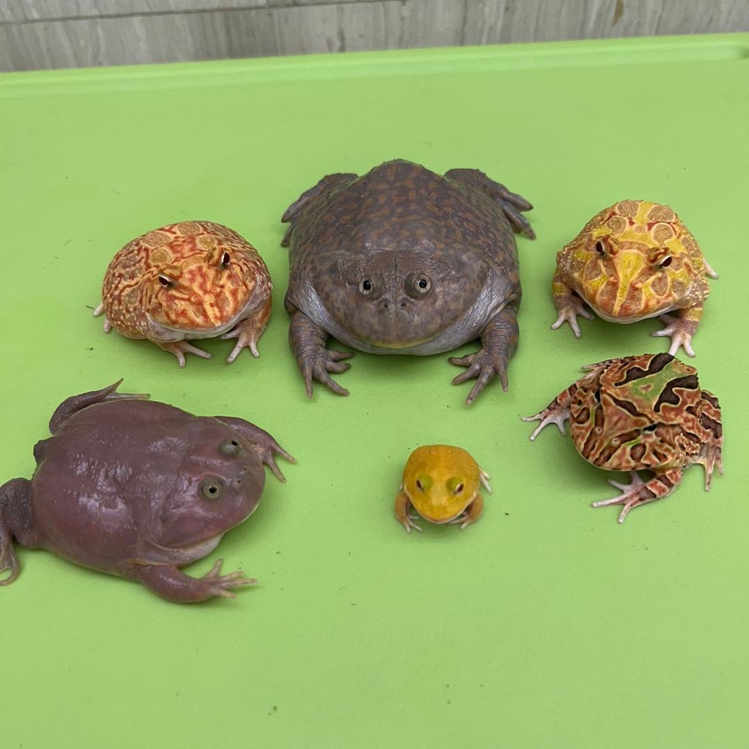 郑哥养蛙🐸