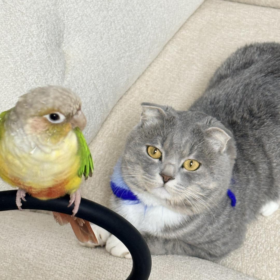 六一是只猫🐱