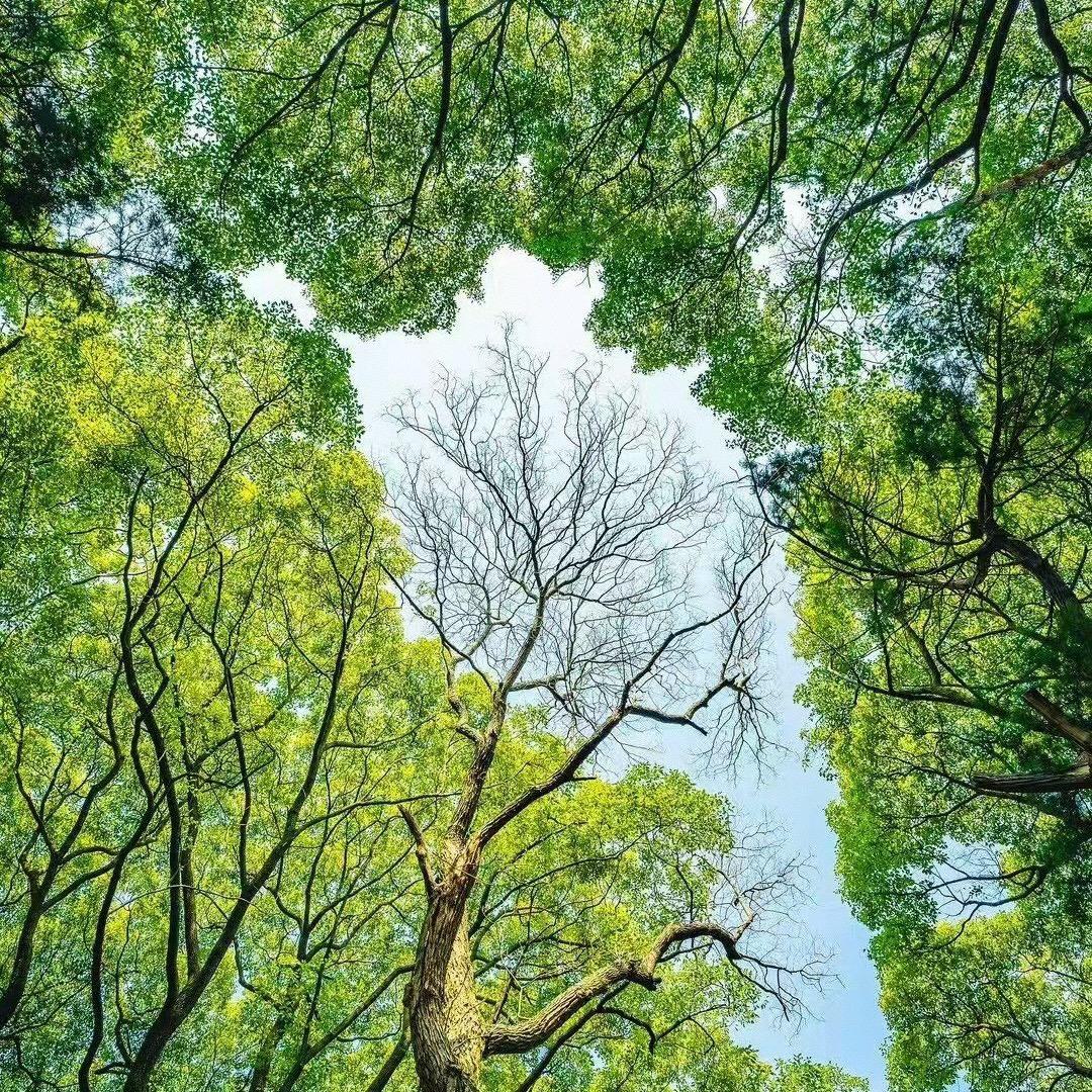 麦生活