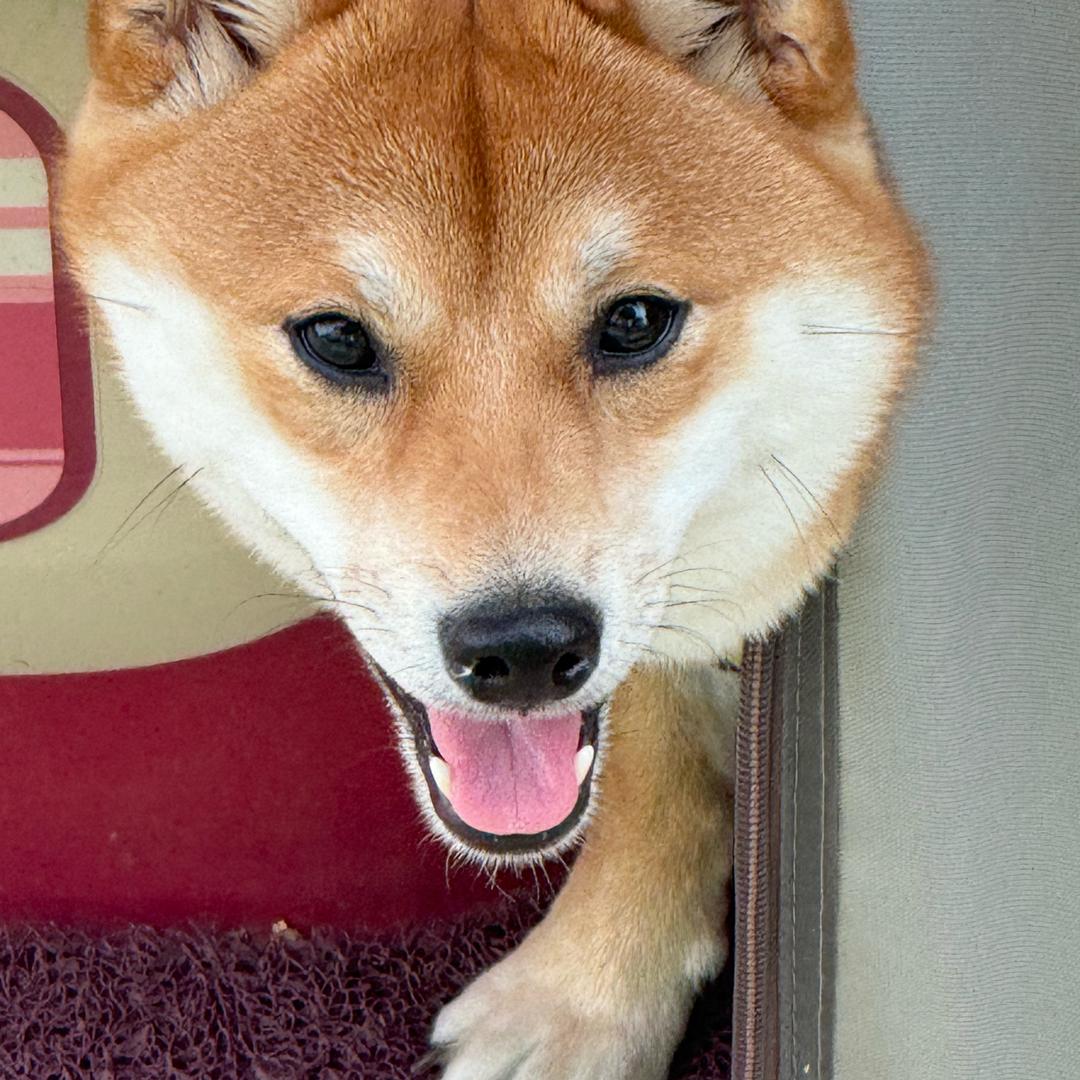 阿巴