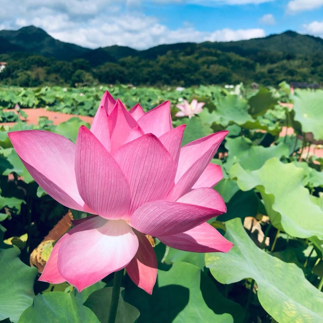 🌹开富贵