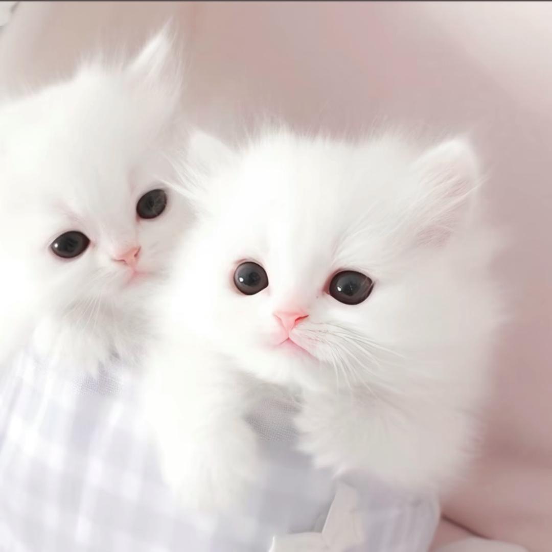 歪歪