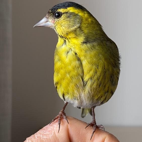 鸟友之家 忆菲宠鸟食