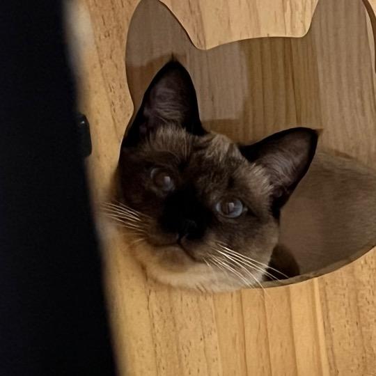 张三喵有何贵干