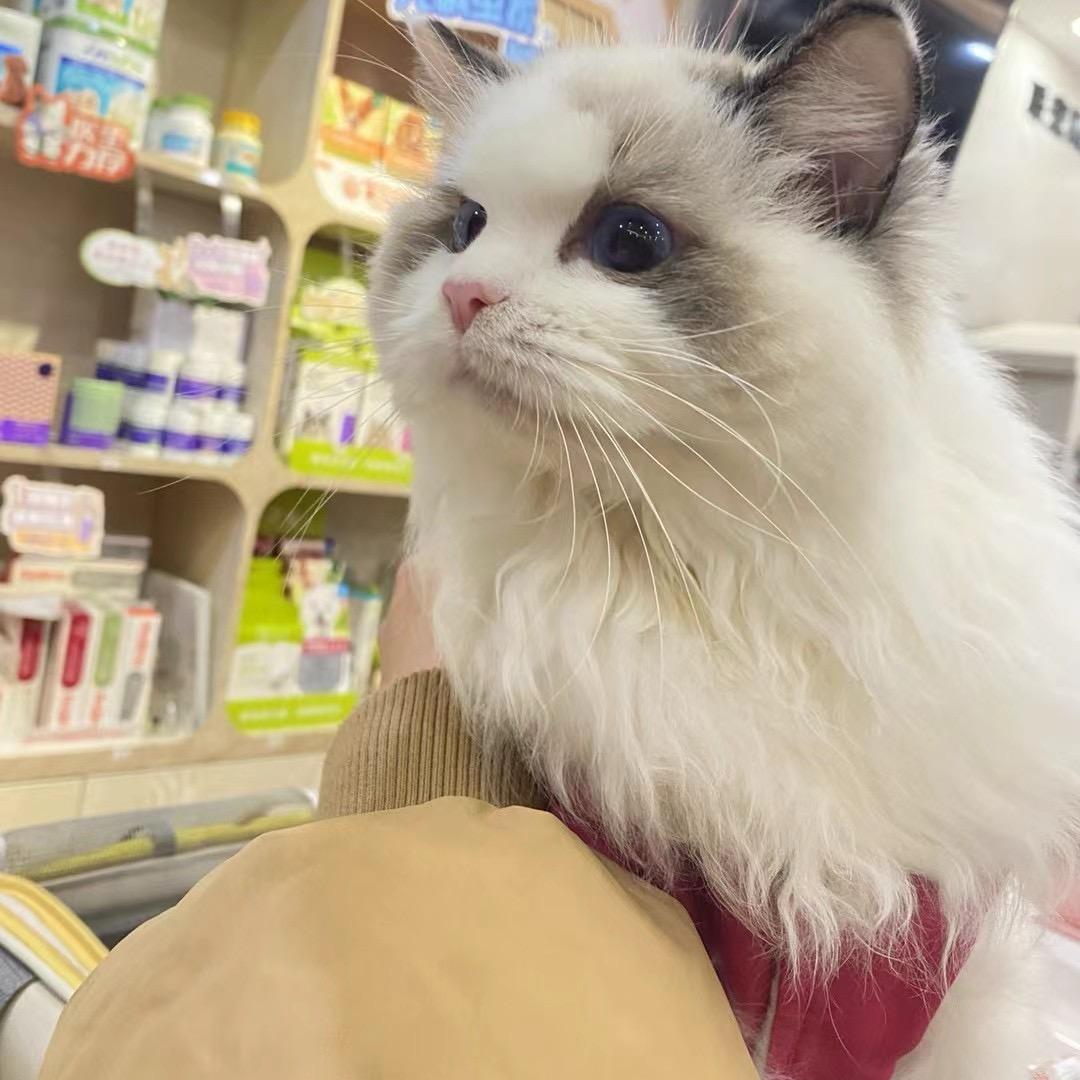 一鹿超爱猫(售猫版)