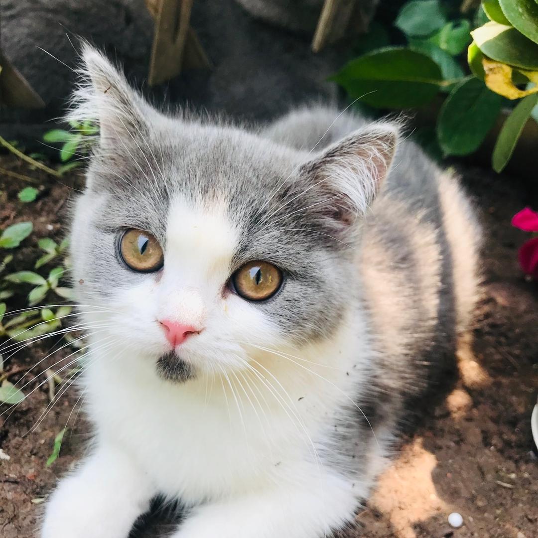 橘子和它的小伙伴