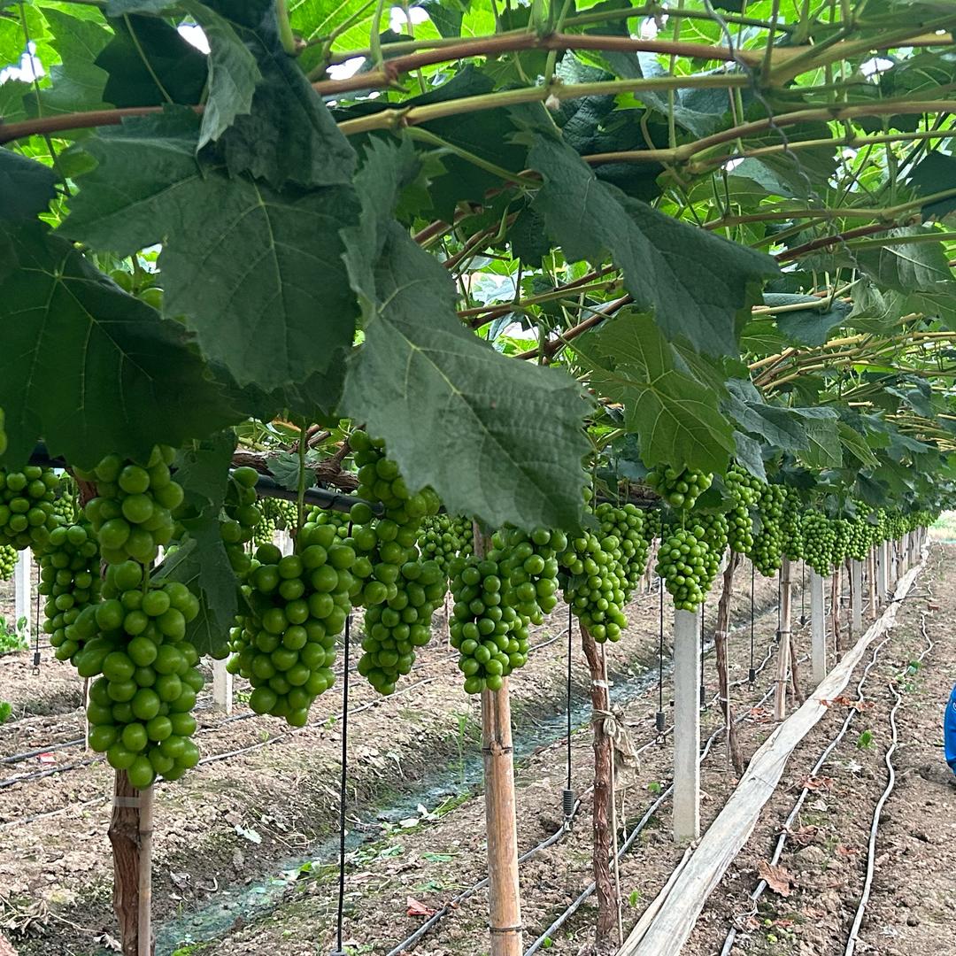 sunshine（阳光玫瑰）