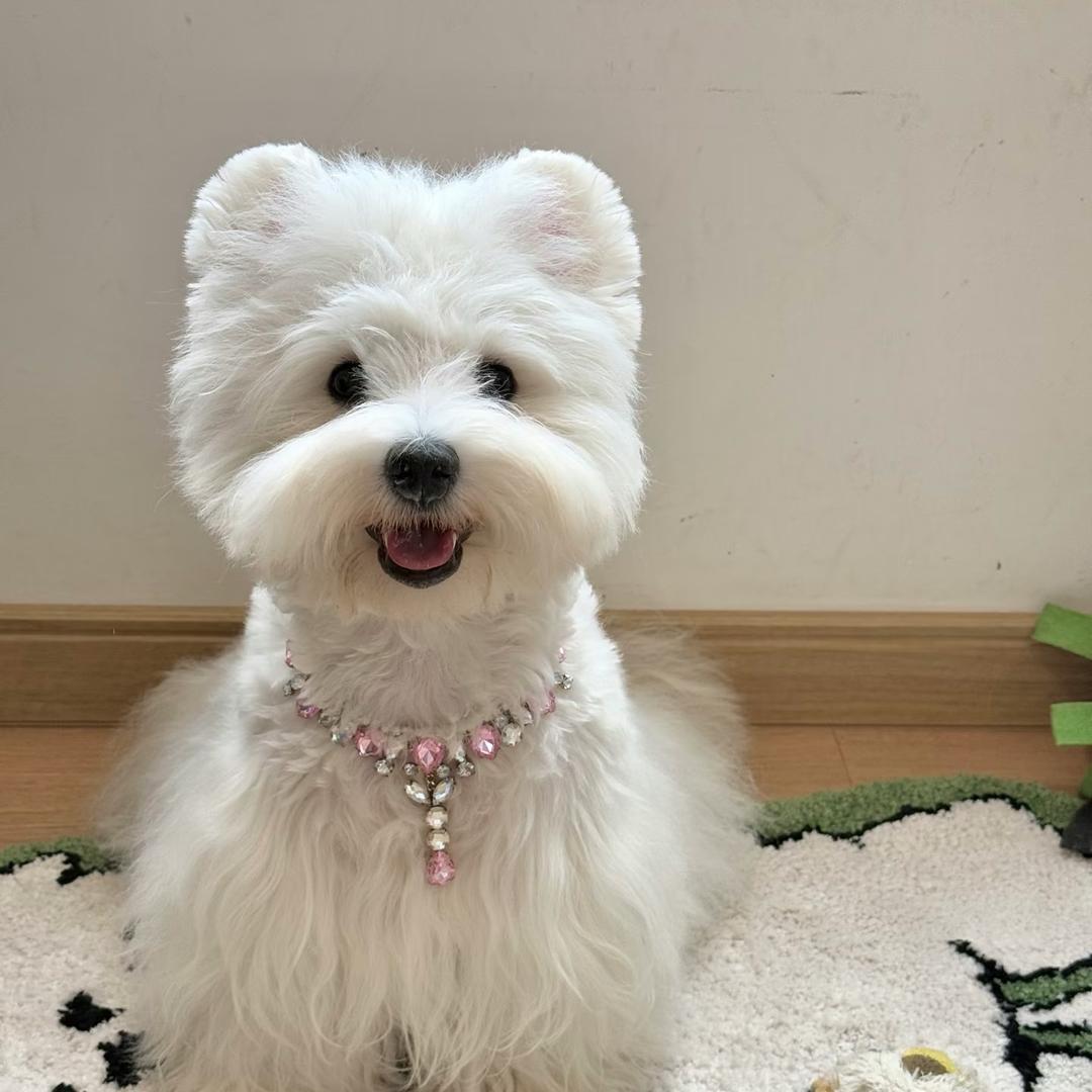 杭州温莎莎西高地犬舍