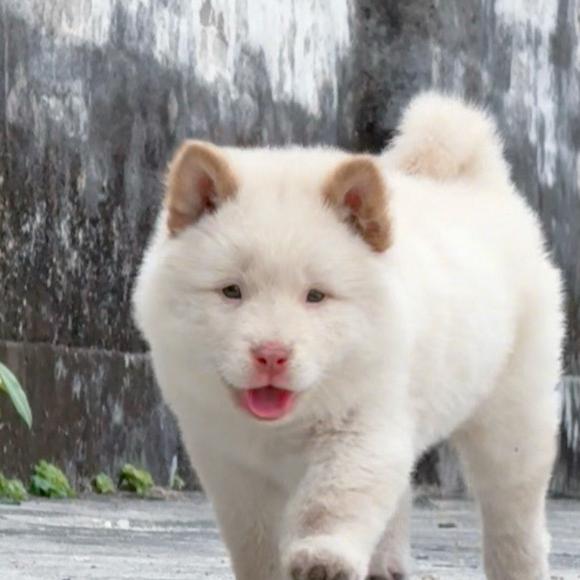 小老头家的田园犬