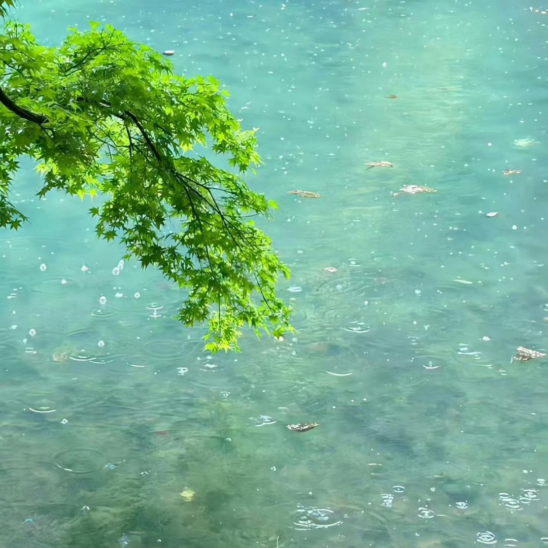 薄荷~🐳