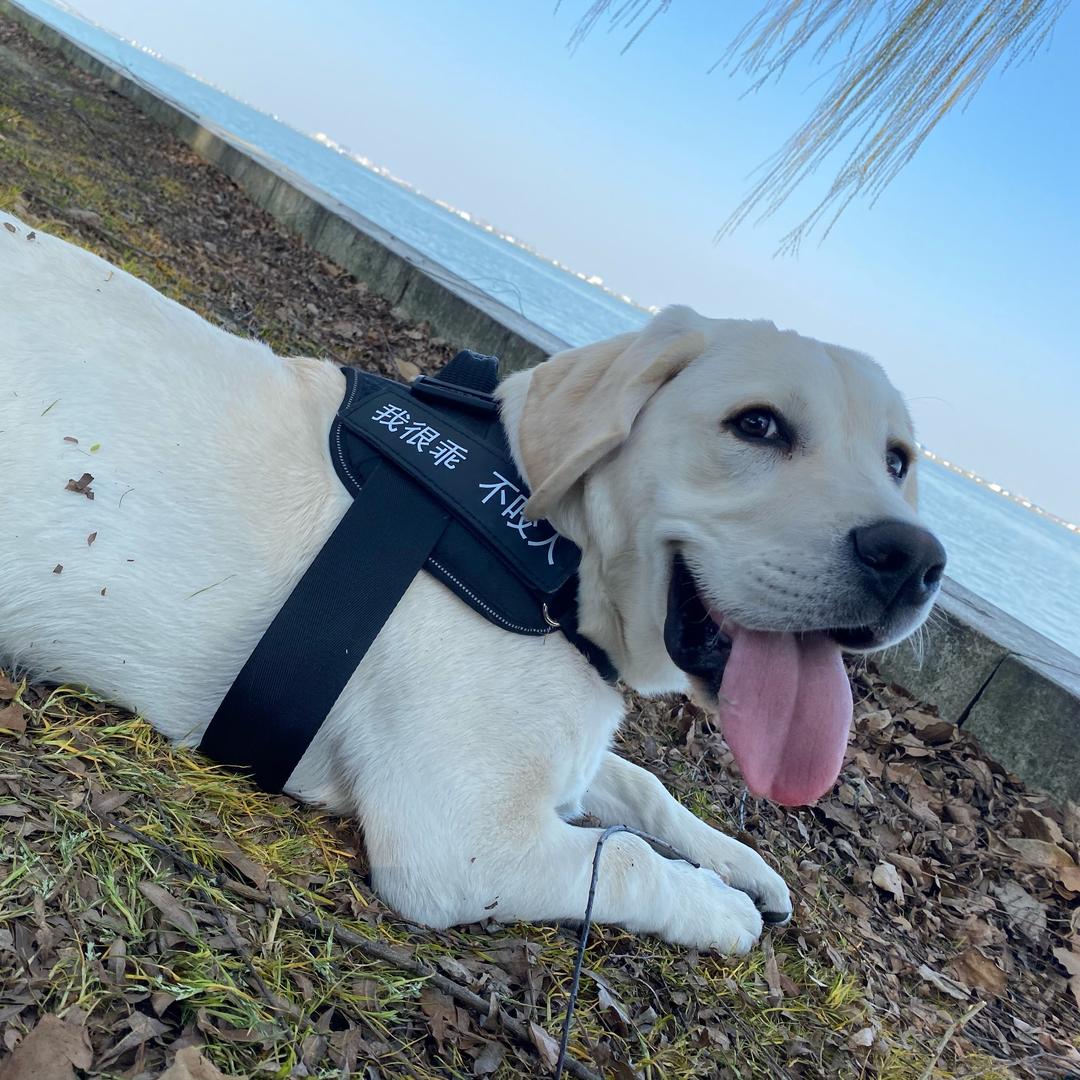 🐶布丁爸爸
