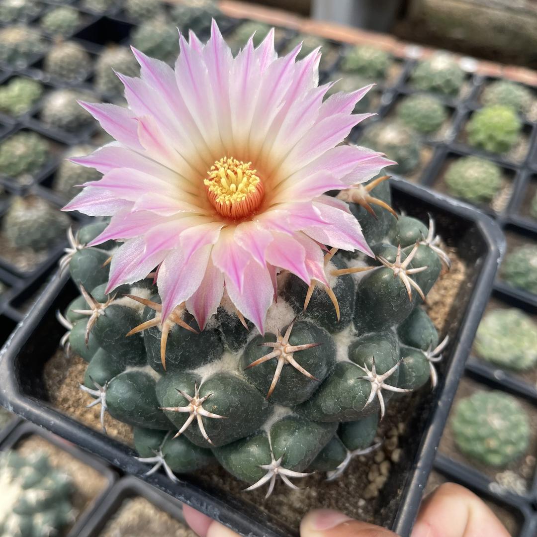 双佳花卉基地