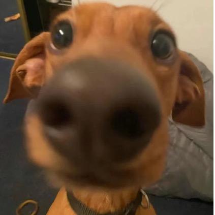 头顶雪糕晒太阳