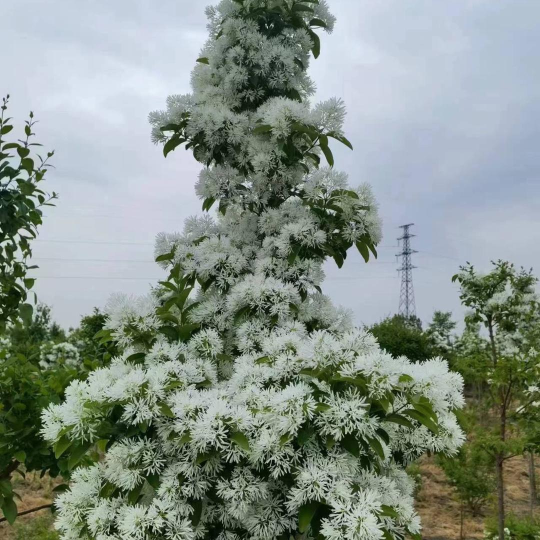 流苏. 丛生流苏. 金叶白蜡