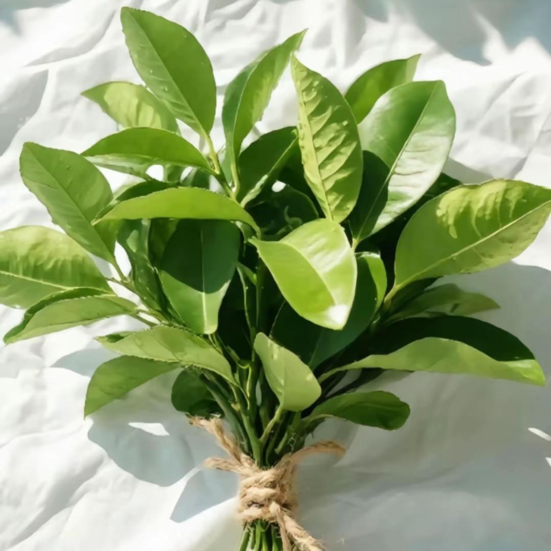 美少女壮士⸂⸂⸜👊⸝⸃⸃