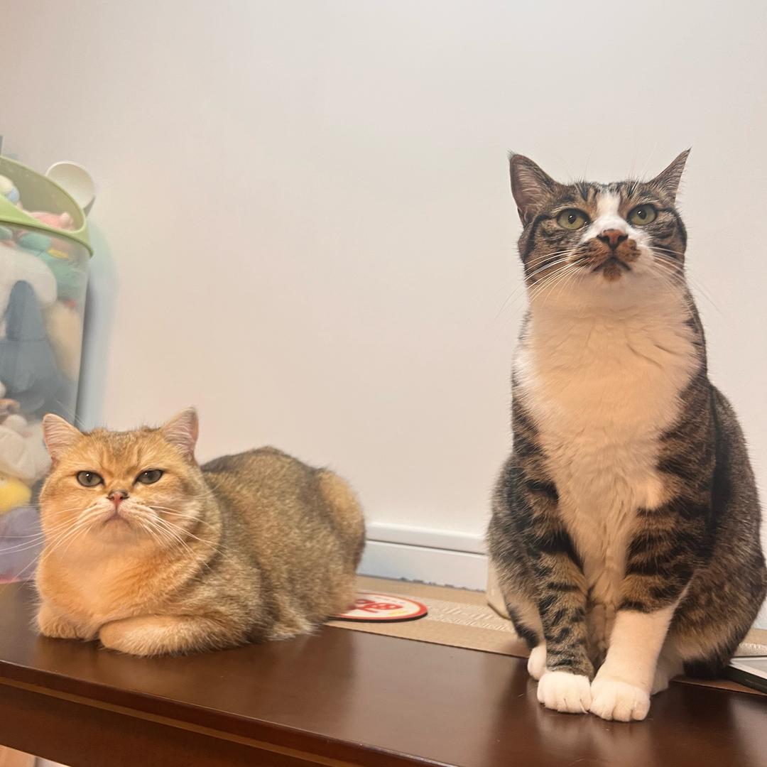 元宝超好亲🐱
