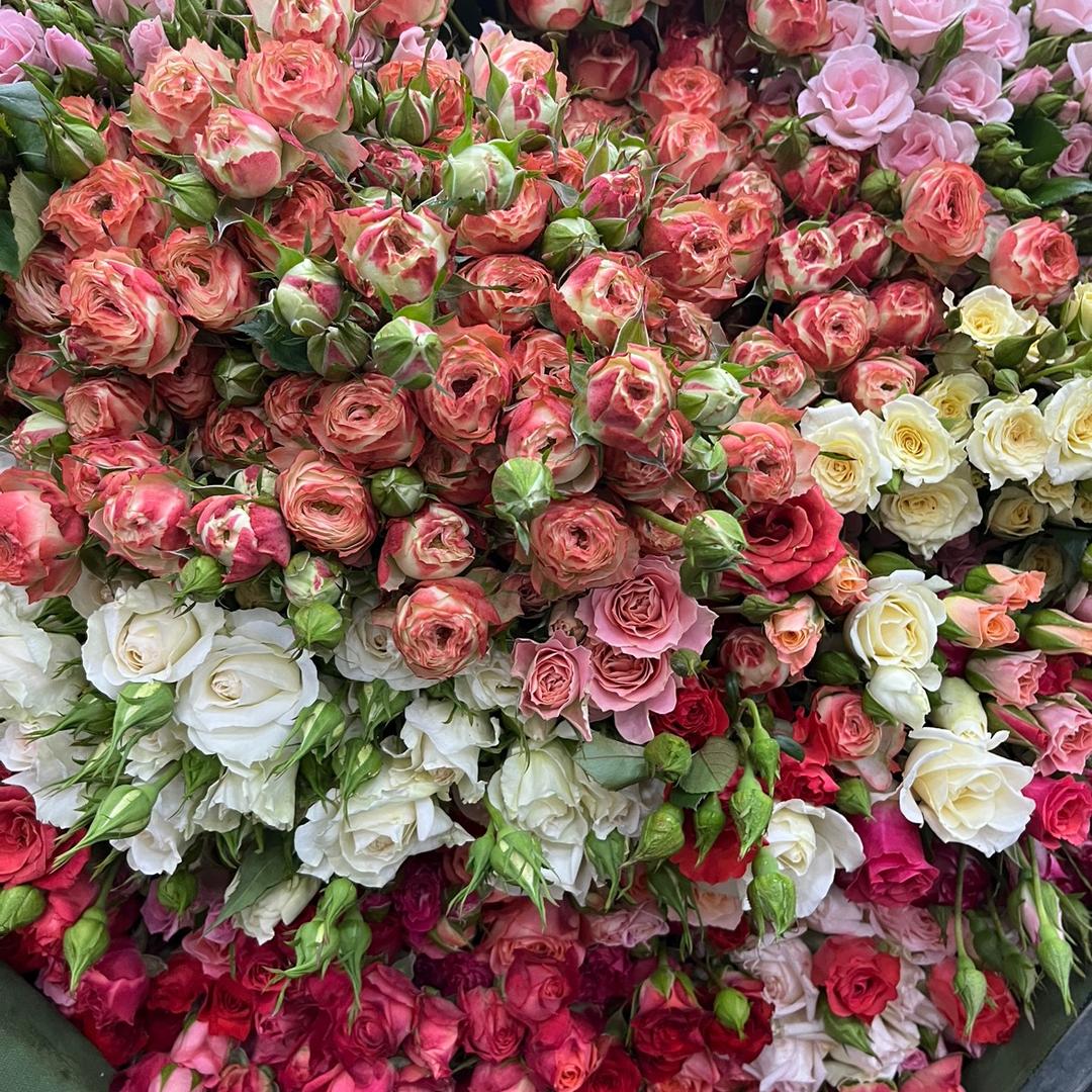 有朵花花卉