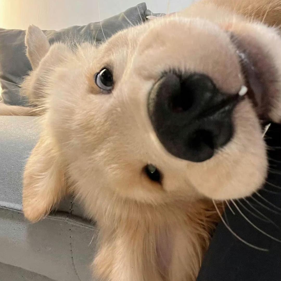 小猫钓瑜
