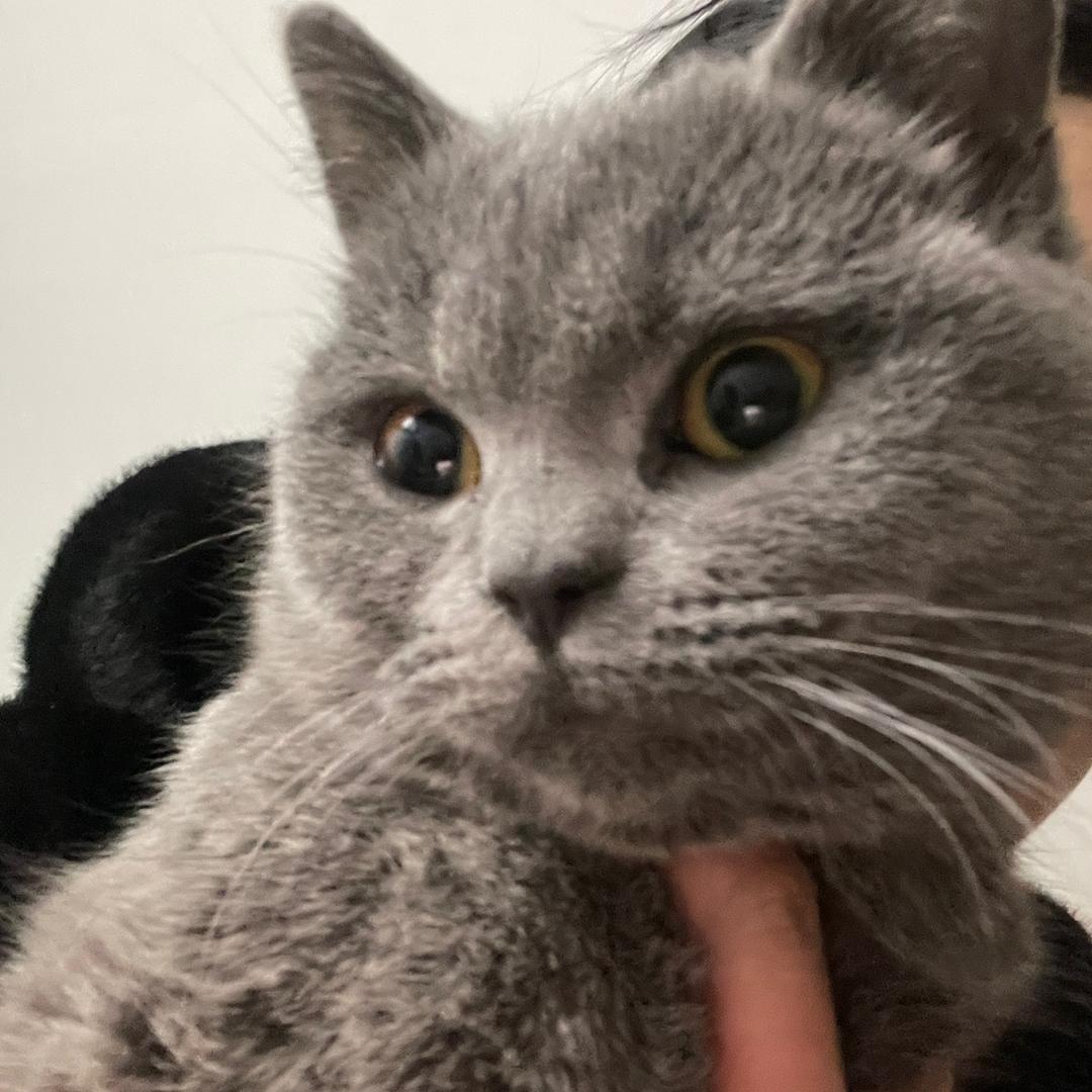 石头猫
