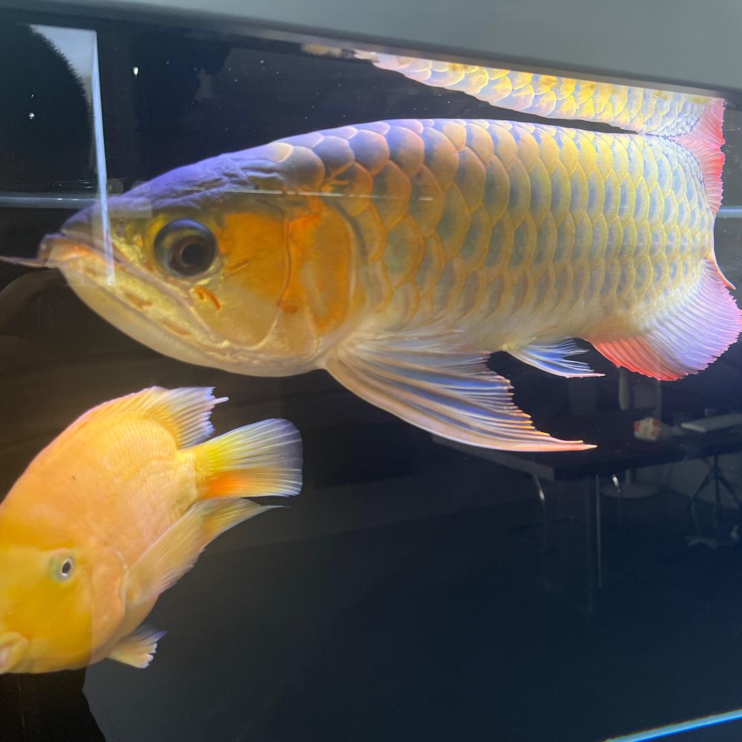 牛肉油粿全网首创者