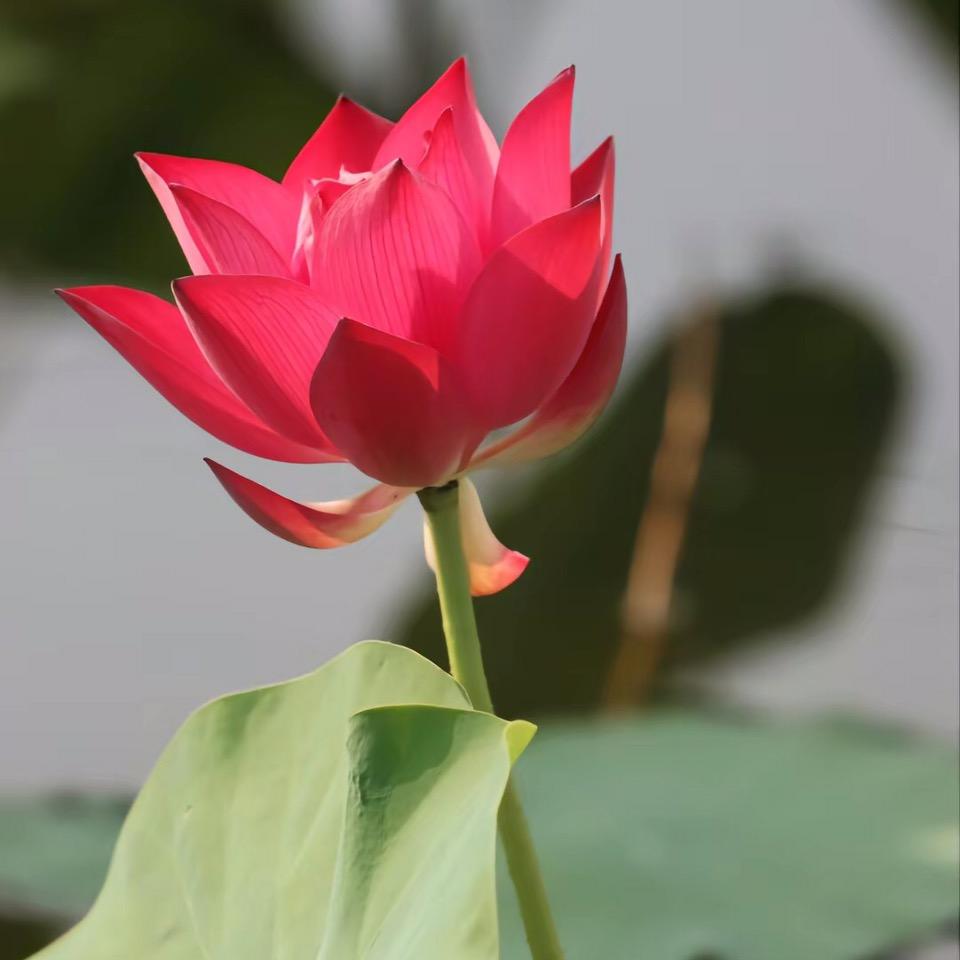 淮竹