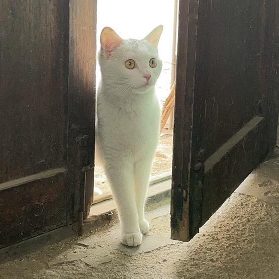 我的猫叫橘喵🍊