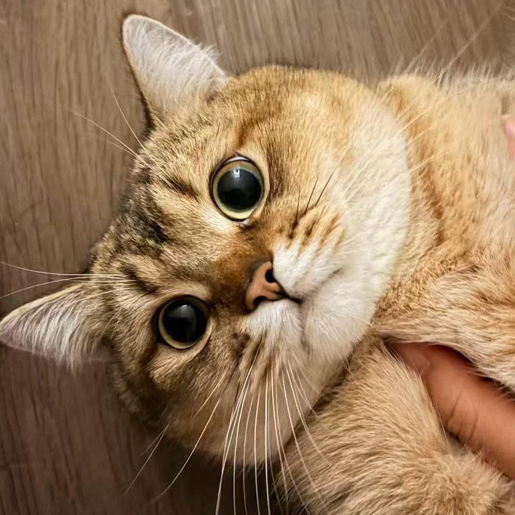 青春少年乌鲁鲁不会遇见巡飞弹小姐