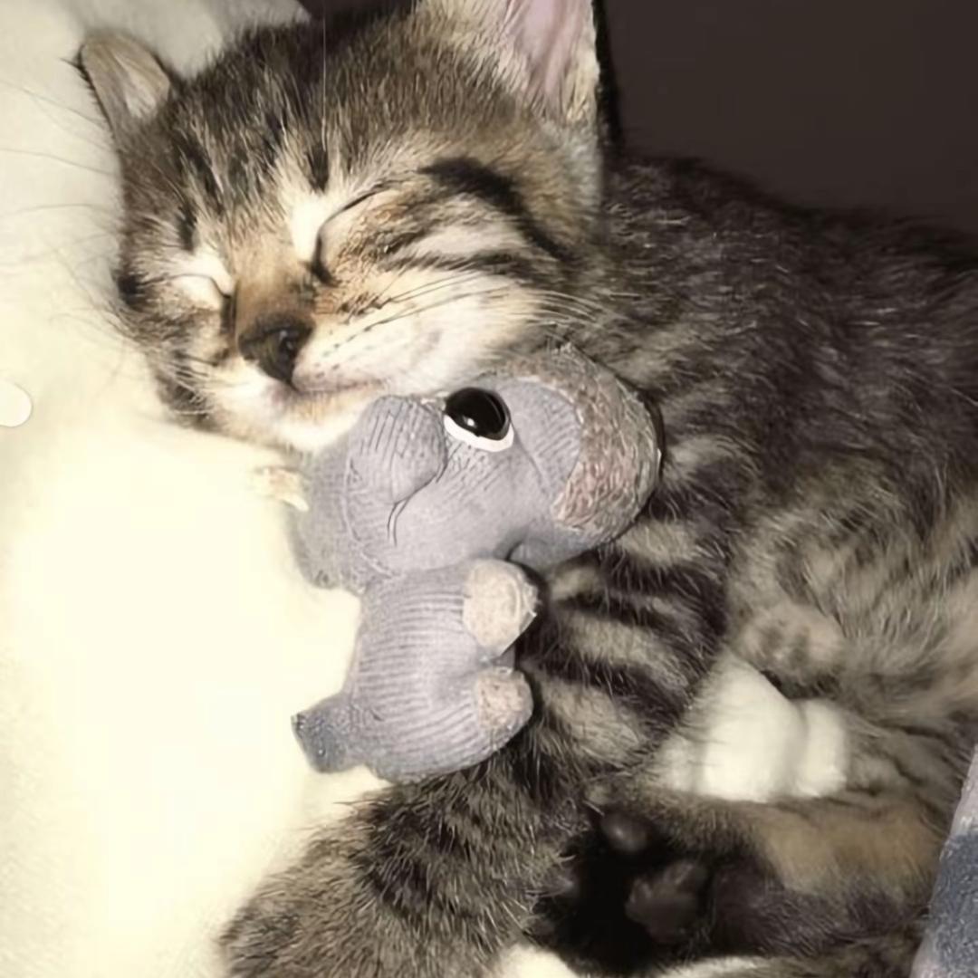 人丑嘴不甜还没钱